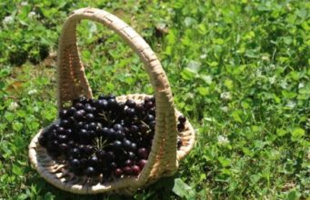 NA PLANTAŽI CENTRA FENIX POČELA BERBA ARONIJE (FOTO)